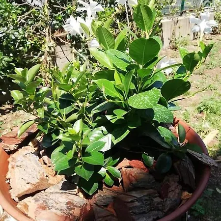 Affittacamere Ca Du Angiulin Casarza Ligure